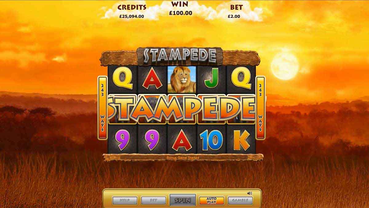 Stampede slot base game reels showing a lion symbol, card royals and the '243 WAYS' label, with the Bonus Game Started message displayed