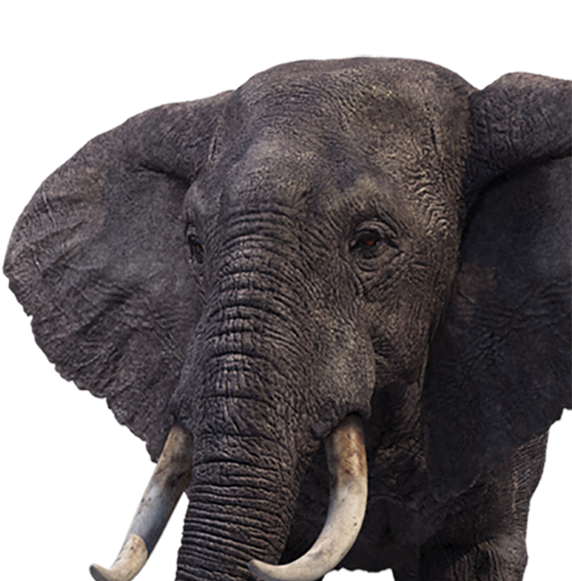 Close-up of the elephant scatter symbol artwork used in Stampede