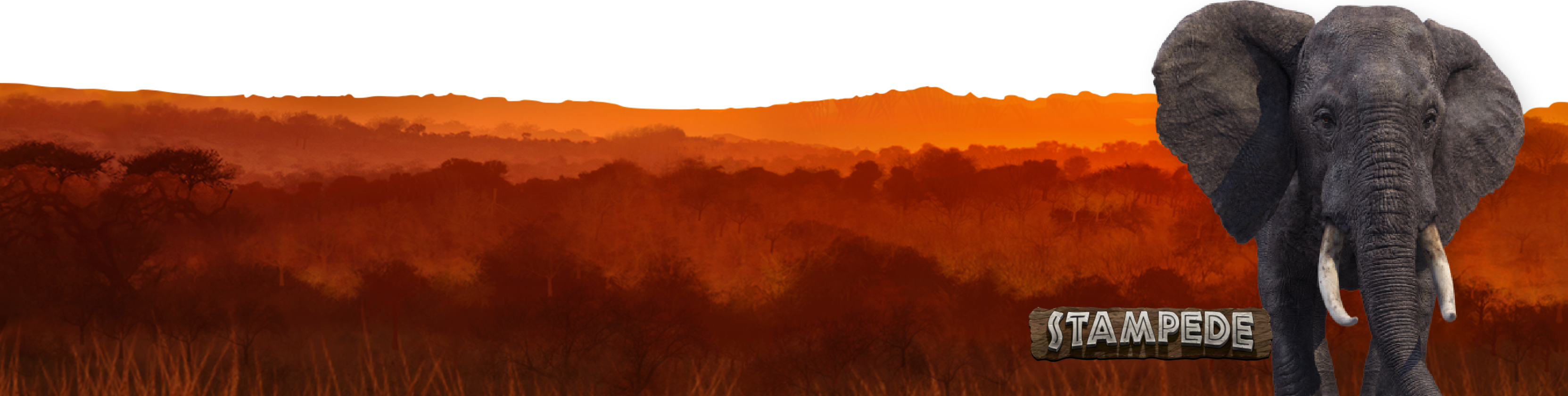 Stampede slot banner art showing an elephant standing on the African savanna at sunset with the Stampede logo